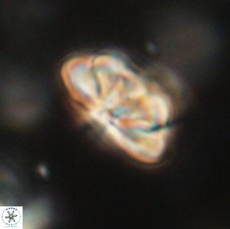 Heliolithus iptamenosdiskos 65762