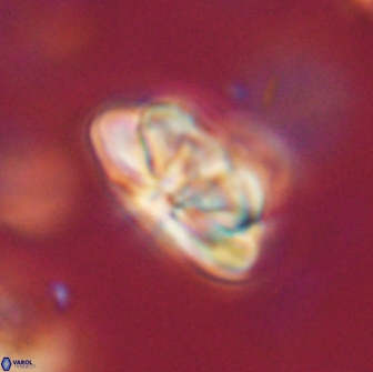 Heliolithus iptamenosdiskos 65763