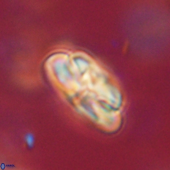 Heliolithus iptamenosdiskos 65764