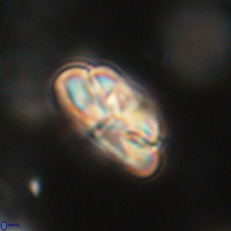 Heliolithus iptamenosdiskos 65765