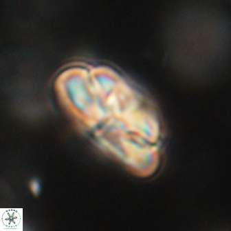 Heliolithus iptamenosdiskos 65765