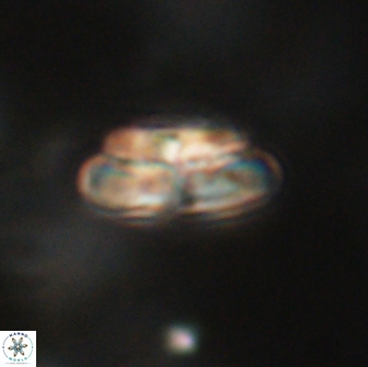 Heliolithus iptamenosdiskos 65766