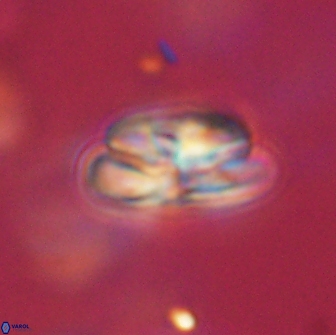 Heliolithus iptamenosdiskos 65768