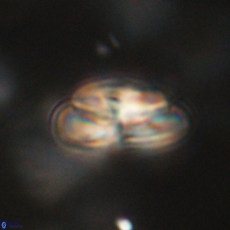 Heliolithus iptamenosdiskos 65769