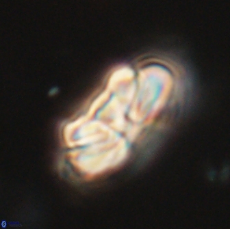 Heliolithus iptamenosdiskos 65770