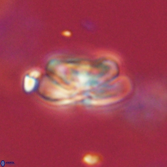 Heliolithus iptamenosdiskos 65775