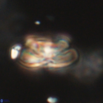 Heliolithus iptamenosdiskos 65776