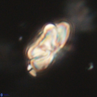 Heliolithus iptamenosdiskos 65777