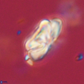 Heliolithus iptamenosdiskos 65778