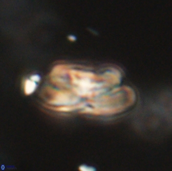 Heliolithus iptamenosdiskos 65780