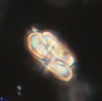 Heliolithus iptamenosdiskos 65781