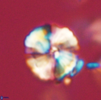 Heliolithus iptamenosdiskos 65783