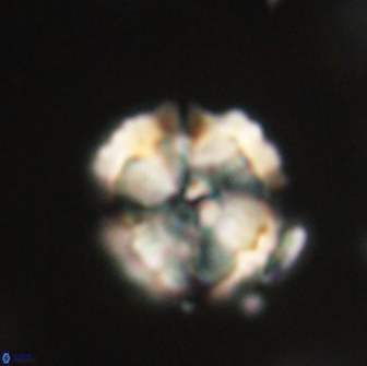 Heliolithus iptamenosdiskos 65784