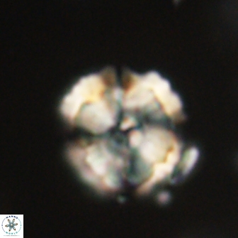 Heliolithus iptamenosdiskos 65784