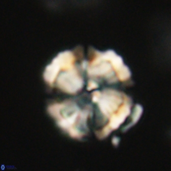 Heliolithus iptamenosdiskos 65785