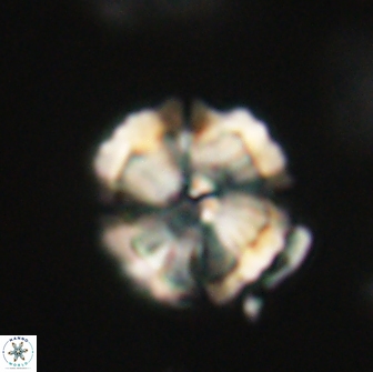 Heliolithus iptamenosdiskos 65785