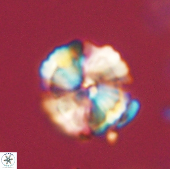 Heliolithus iptamenosdiskos 65786