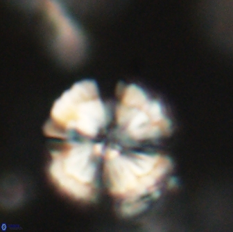 Heliolithus iptamenosdiskos 65788