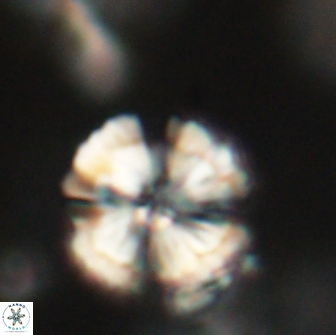 Heliolithus iptamenosdiskos 65788