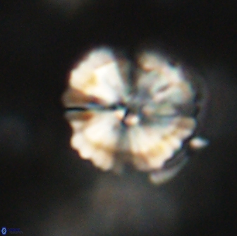 Heliolithus iptamenosdiskos 65790