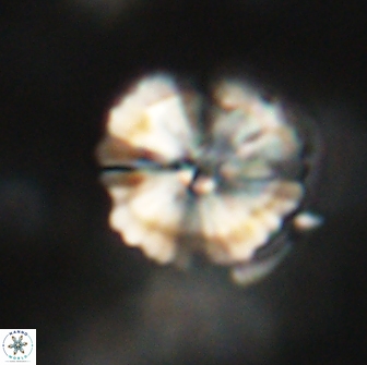 Heliolithus iptamenosdiskos 65790