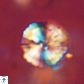 Heliolithus iptamenosdiskos 65791