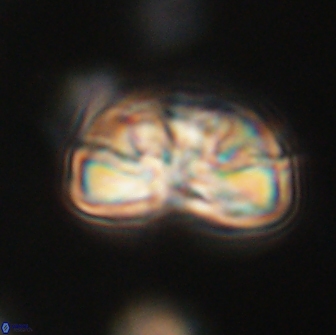 Heliolithus iptamenosdiskos 65792