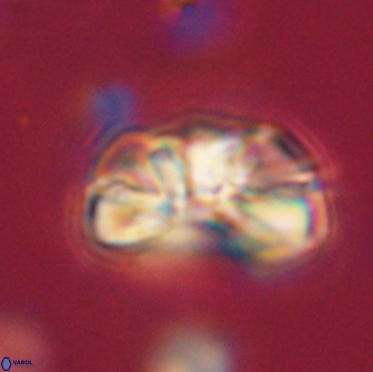 Heliolithus iptamenosdiskos 65794