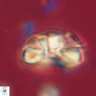 Heliolithus iptamenosdiskos 65794