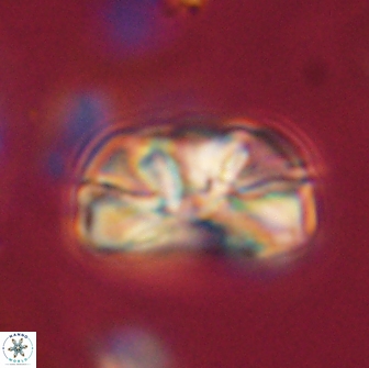 Heliolithus iptamenosdiskos 65795