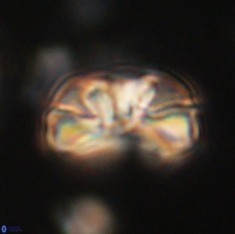 Heliolithus iptamenosdiskos 65796