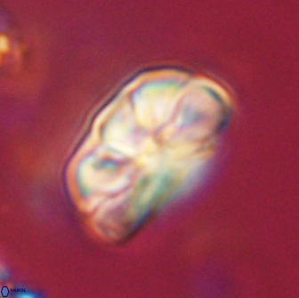 Heliolithus iptamenosdiskos 65798