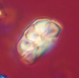 Heliolithus iptamenosdiskos 65799