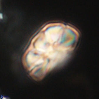 Heliolithus iptamenosdiskos 65800