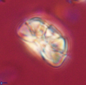 Heliolithus iptamenosdiskos 65803