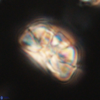 Heliolithus iptamenosdiskos 65805