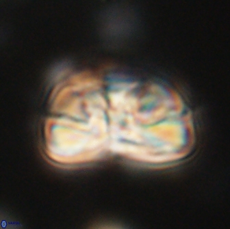 Heliolithus iptamenosdiskos 65806