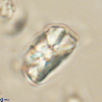 Heliolithus iptamenosdiskos 65810