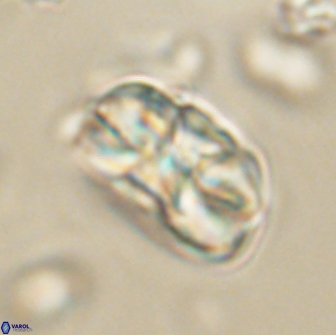 Heliolithus iptamenosdiskos 65812