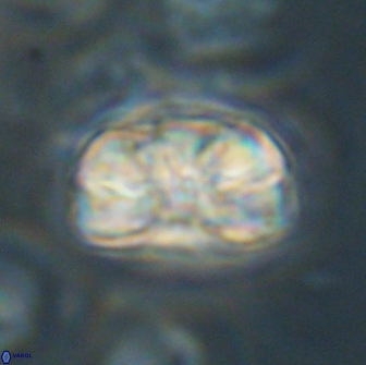 Heliolithus iptamenosdiskos 65814