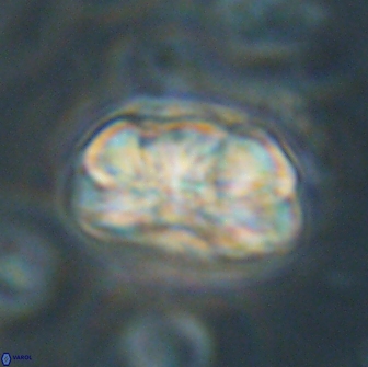 Heliolithus iptamenosdiskos 65815