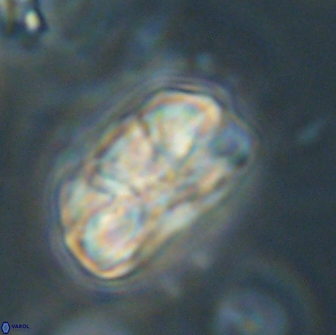 Heliolithus iptamenosdiskos 65816