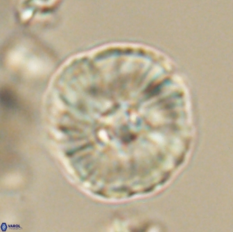 Heliolithus iptamenosdiskos 65819