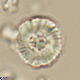 Heliolithus iptamenosdiskos 65820