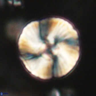 Heliolithus iptamenosdiskos 65822