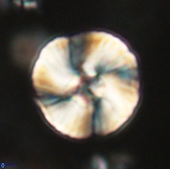 Heliolithus iptamenosdiskos 65823