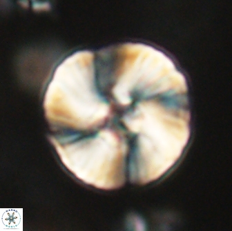Heliolithus iptamenosdiskos 65823