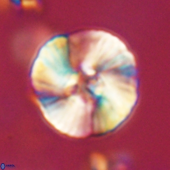 Heliolithus iptamenosdiskos 65824