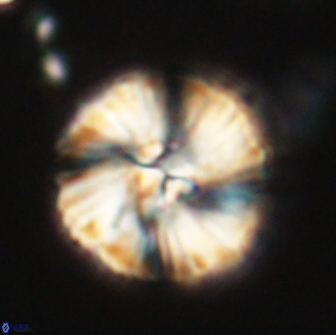 Heliolithus iptamenosdiskos 65827