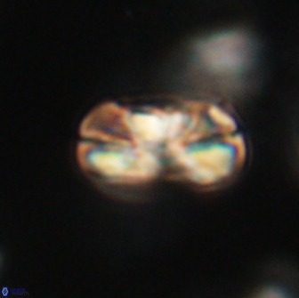 Heliolithus iptamenosdiskos 65846